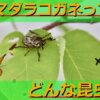 触角がかわいい【セマダラコガネ】実は大害虫として有名な昆虫！